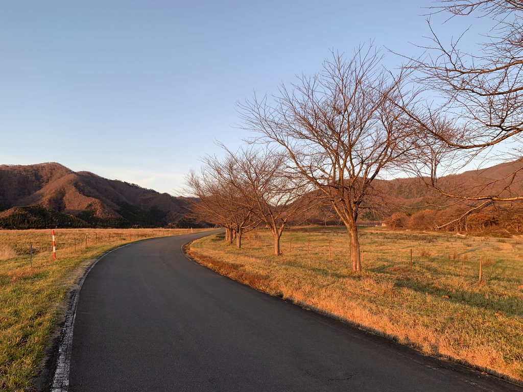 A curving country road lined with bare cherry trees at sunset, with golden grass and warm-lit mountains in the background.