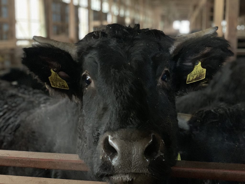 Close-up of a black Wagyu calf looking at the camera from behind a barn rail, with yellow ear tags and a softly blurred wooden barn behind it.